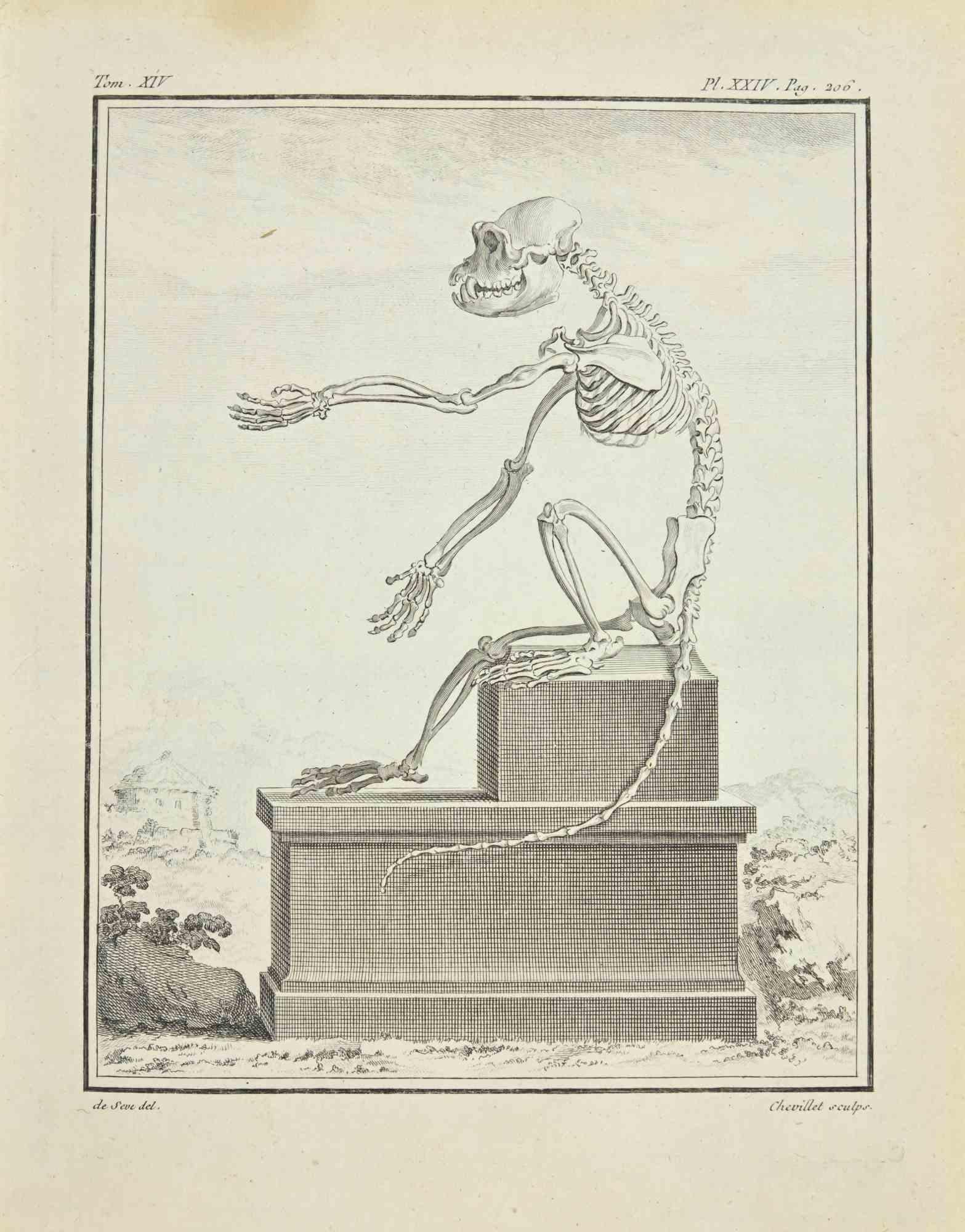The Skeleton is an etching realized by Juste Chevillet in 1771.

It belongs to the suite "Histoire Naturelle de Buffon".

The Artist's signature is engraved lower right.

Good conditions with slight foxing.