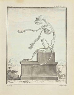 Das Skelett – Radierung von Juste Chevillet – 1771