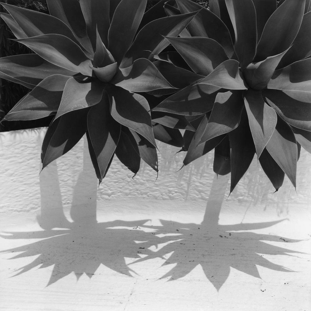 Justin Creedy Smith Black and White Photograph - Agaves Signed Limited Edition