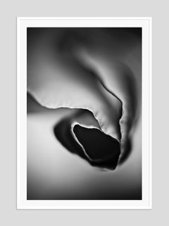 California Poppy By Justin Pumfrey