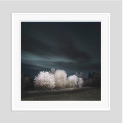 Hawthorn von Justin Pumfrey