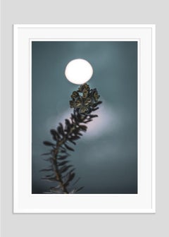 Honey Moon By Justin Pumfrey