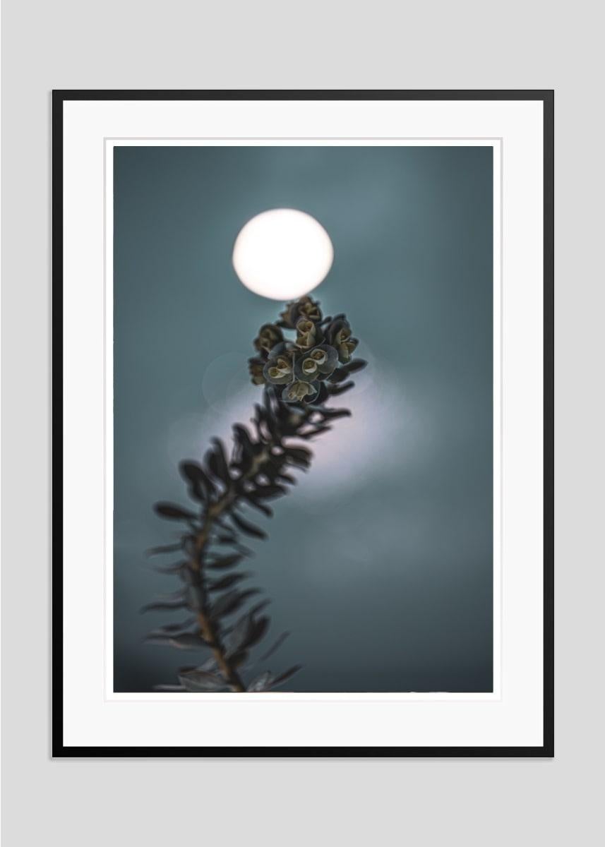 Honey Moon

By Justin Pumfrey

Archival pigment print

Paper size: 20 x 16