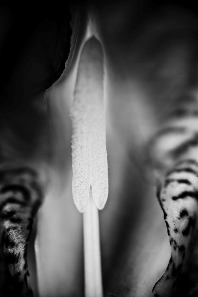 Justin Pumfrey  Black and White Photograph – Iris von Justin Pumfrey