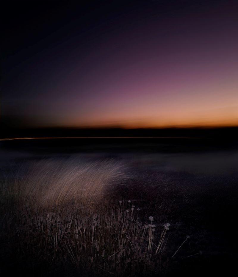 Justin Pumfrey  Color Photograph - Nightjar By Justin Pumfrey