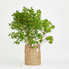 Jute Basket with wave handle