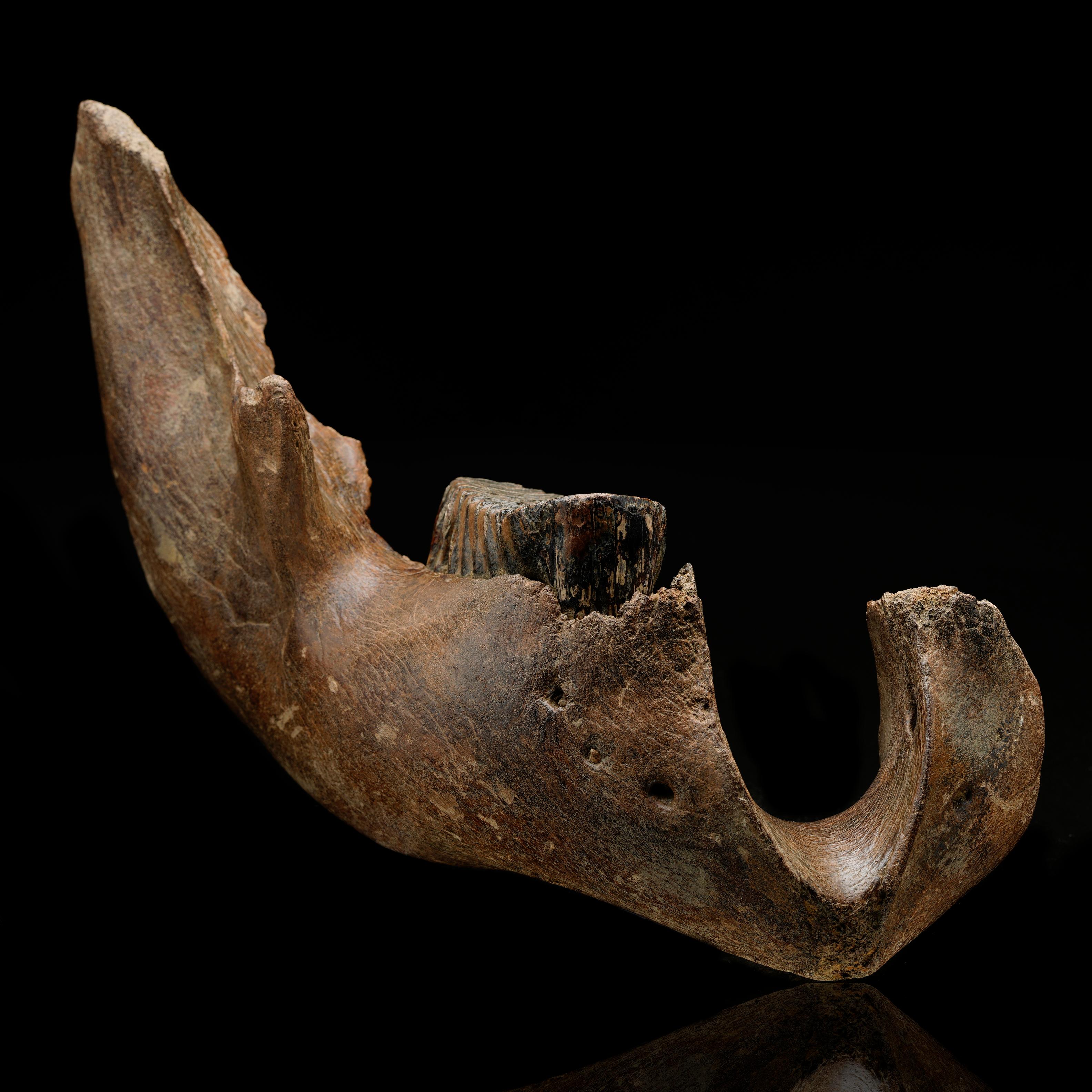 Este impresionante fósil representa una oportunidad única de poseer un trozo de historia prehistórica. Esta mandíbula juvenil de mamut, de unos 10.000 años de antigüedad, procede de los paisajes helados de Siberia. La excepcional conservación