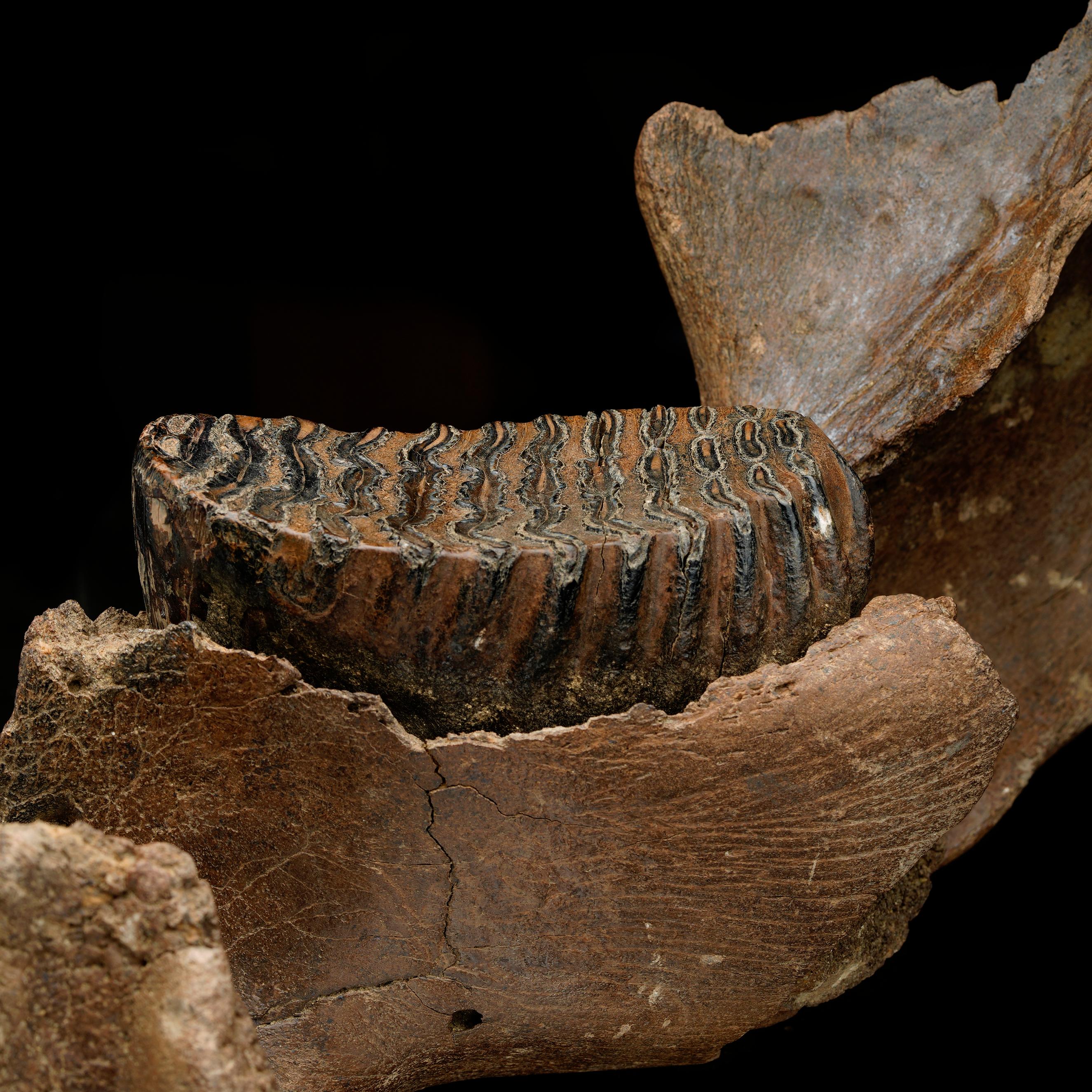muelas de mamut