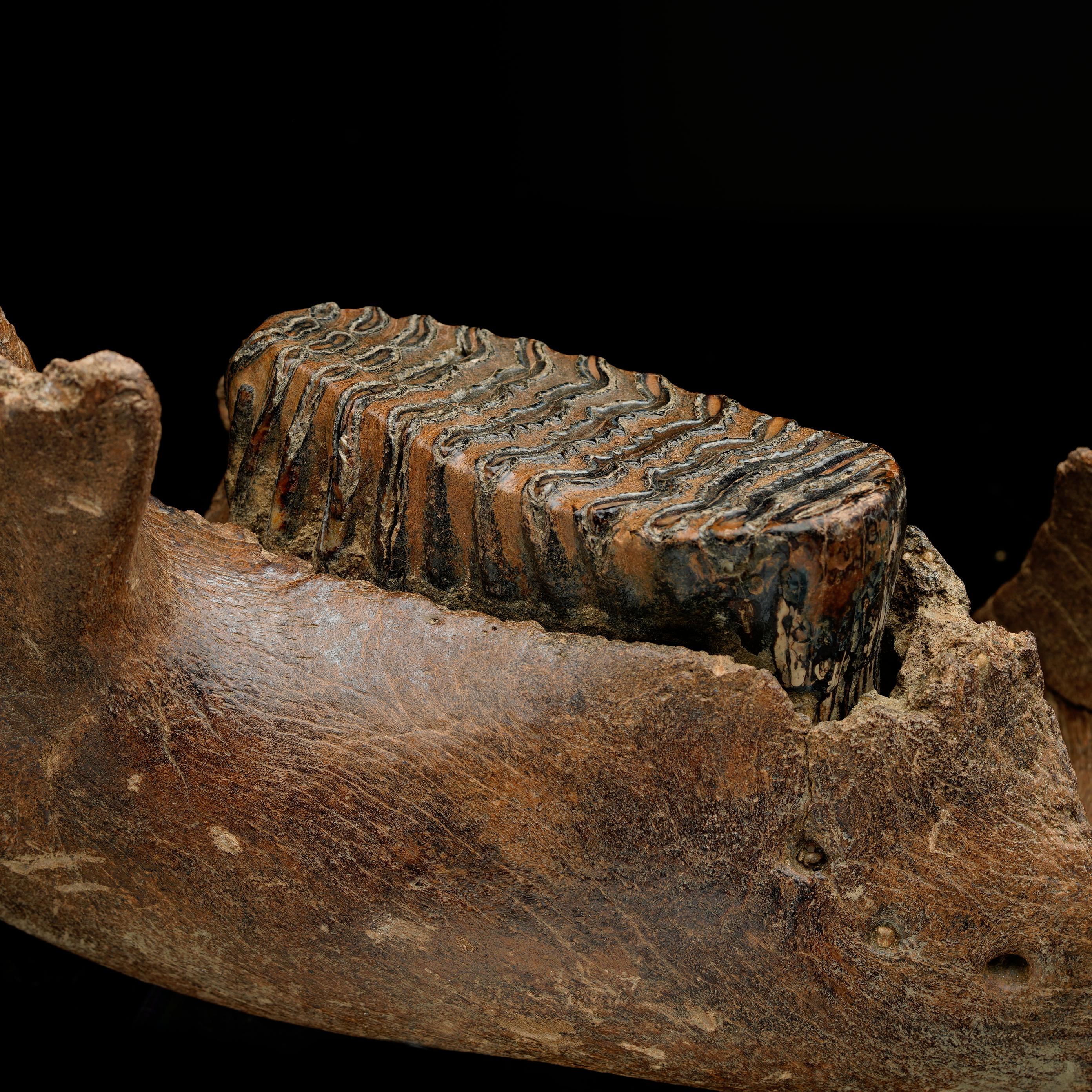 Fósil de mandíbula de mamut juvenil con molar Ruso en venta