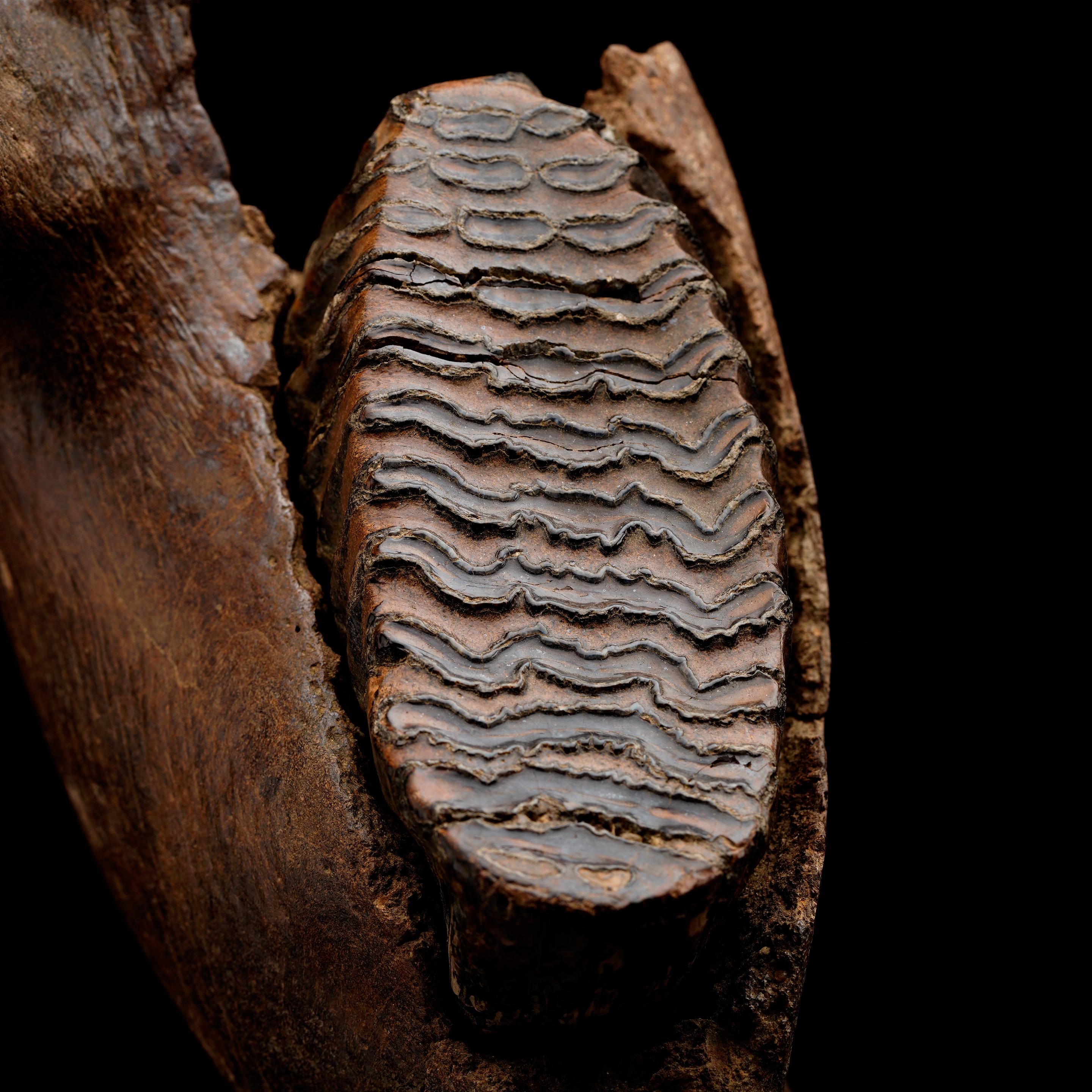 Fósil de mandíbula de mamut juvenil con molar en Nuevo estado para la venta en New York, NY