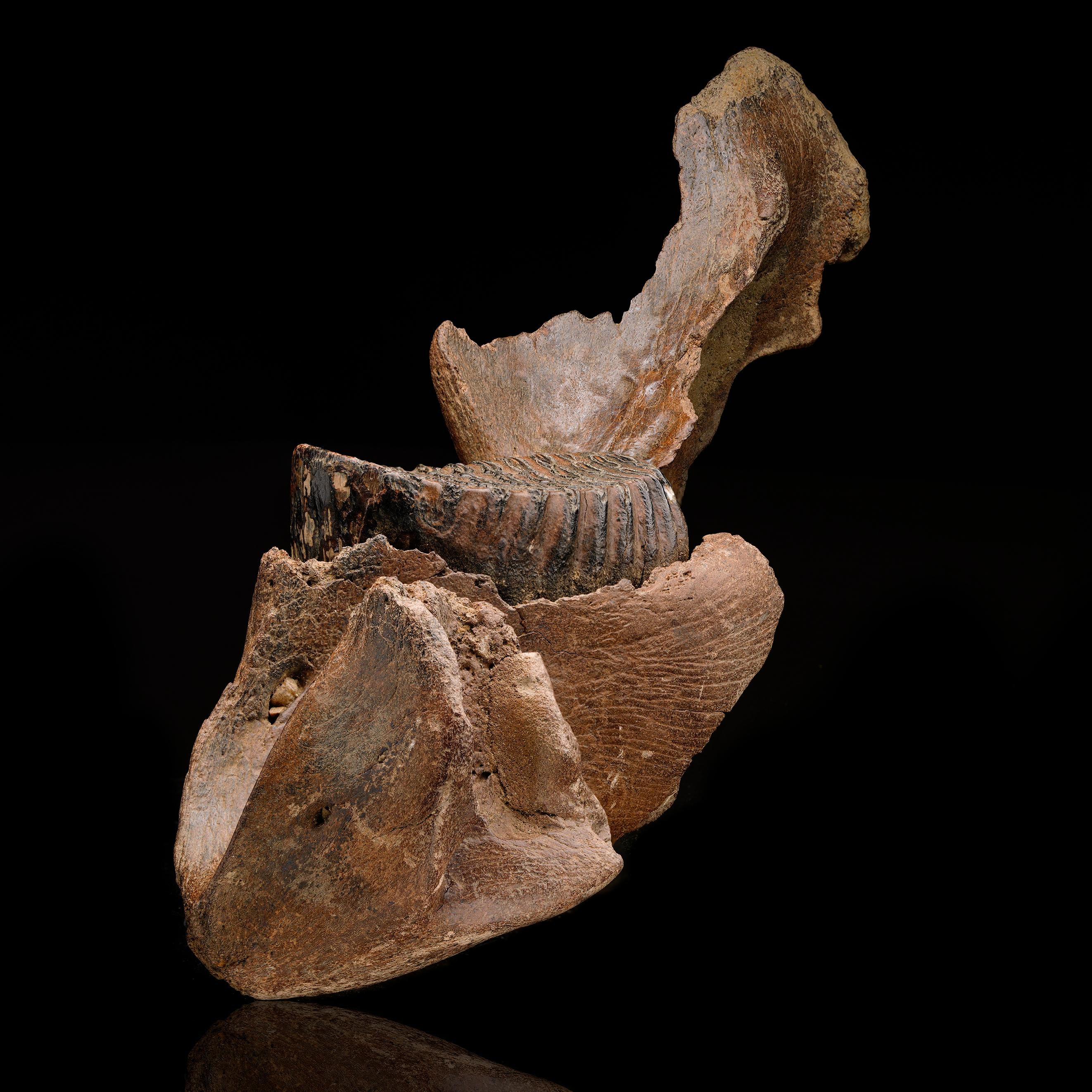 Fósil de mandíbula de mamut juvenil con molar Hueso en venta