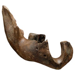 Fósil de mandíbula de mamut juvenil con molar