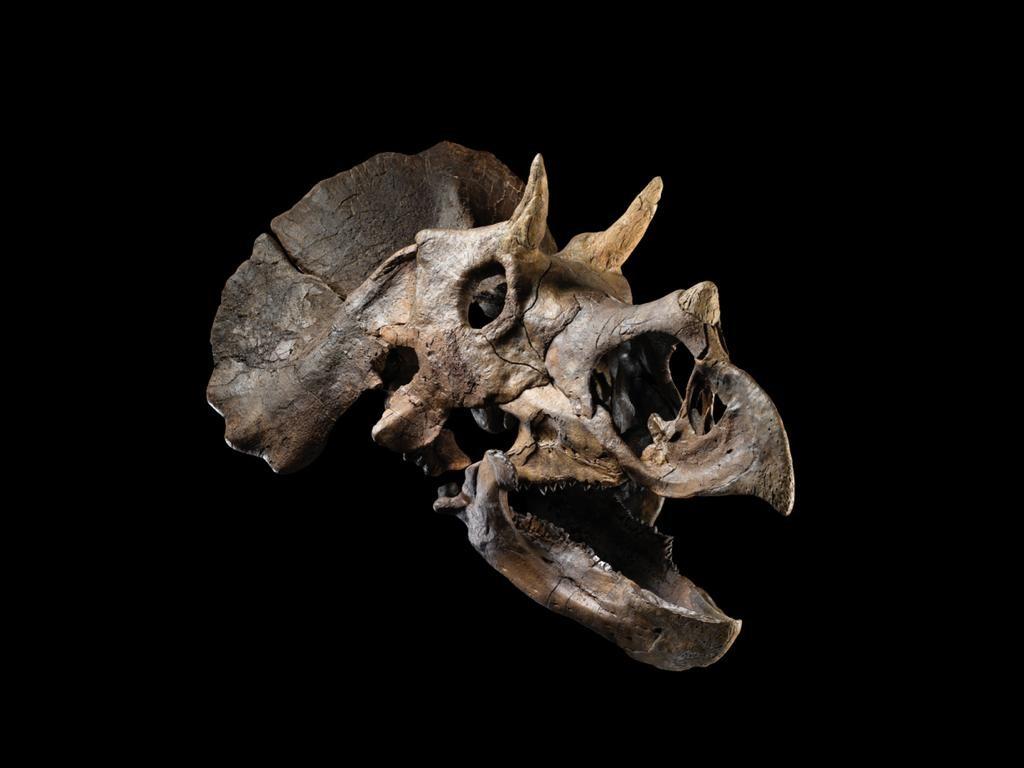 Roaming the earth some 68 million years ago, this fossilised triceratops skull comes from a rare juvenile specimen. The skull bones of a juvenile triceratops were not fully knitted together, the faces and frills were both short, and the eyebrow