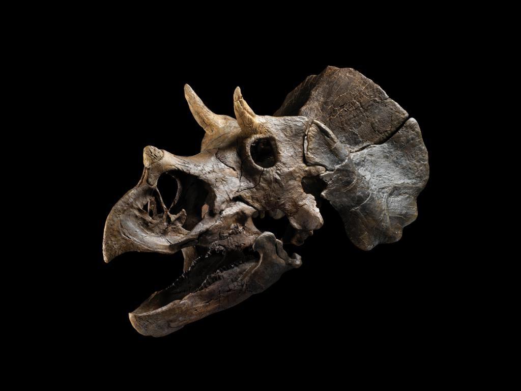baby triceratops skull
