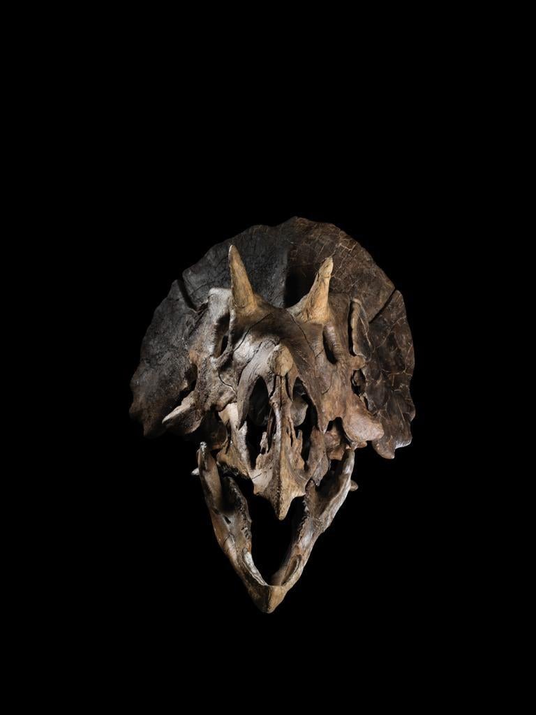 triceratops skull anatomy