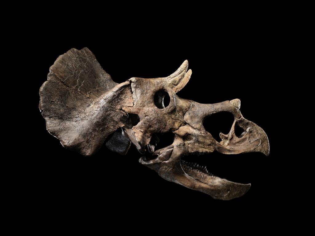 triceratops skull sketch