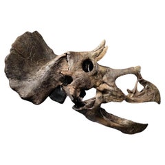 Antique Juvenile Triceratops Skull