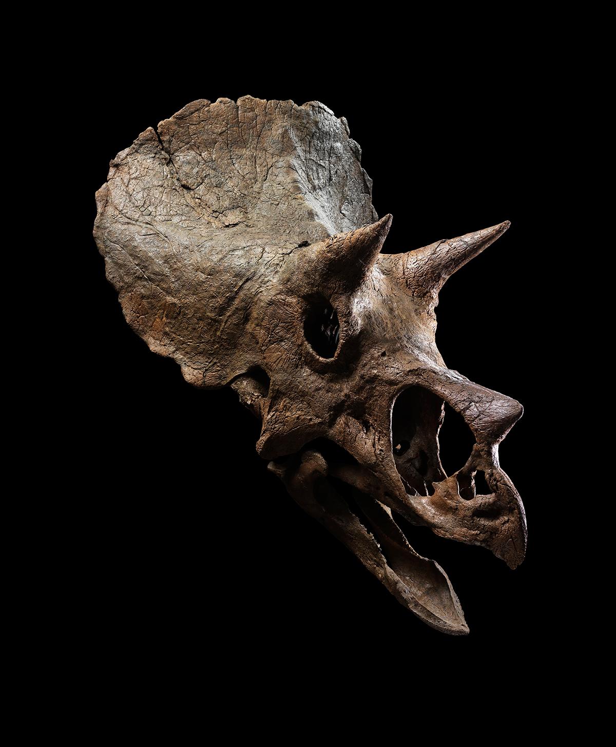 A skull of a juvenile Triceratops prorsus from the Maastrichtian, late Cretaceous period (68-65 million years ago). 

The triceratops roamed the plains of what is now North America around 68-66 million years ago. It was the most numerous of the