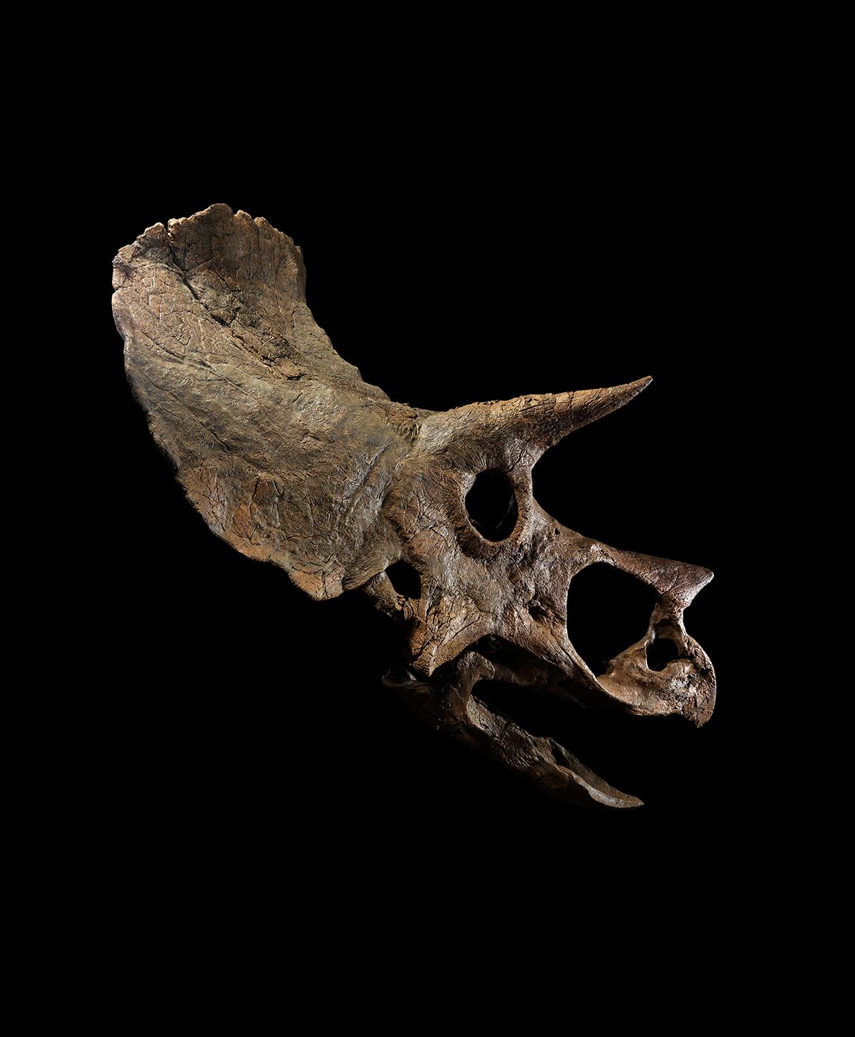 North American Juvenile Triceratops Skull ‘Maple’ For Sale