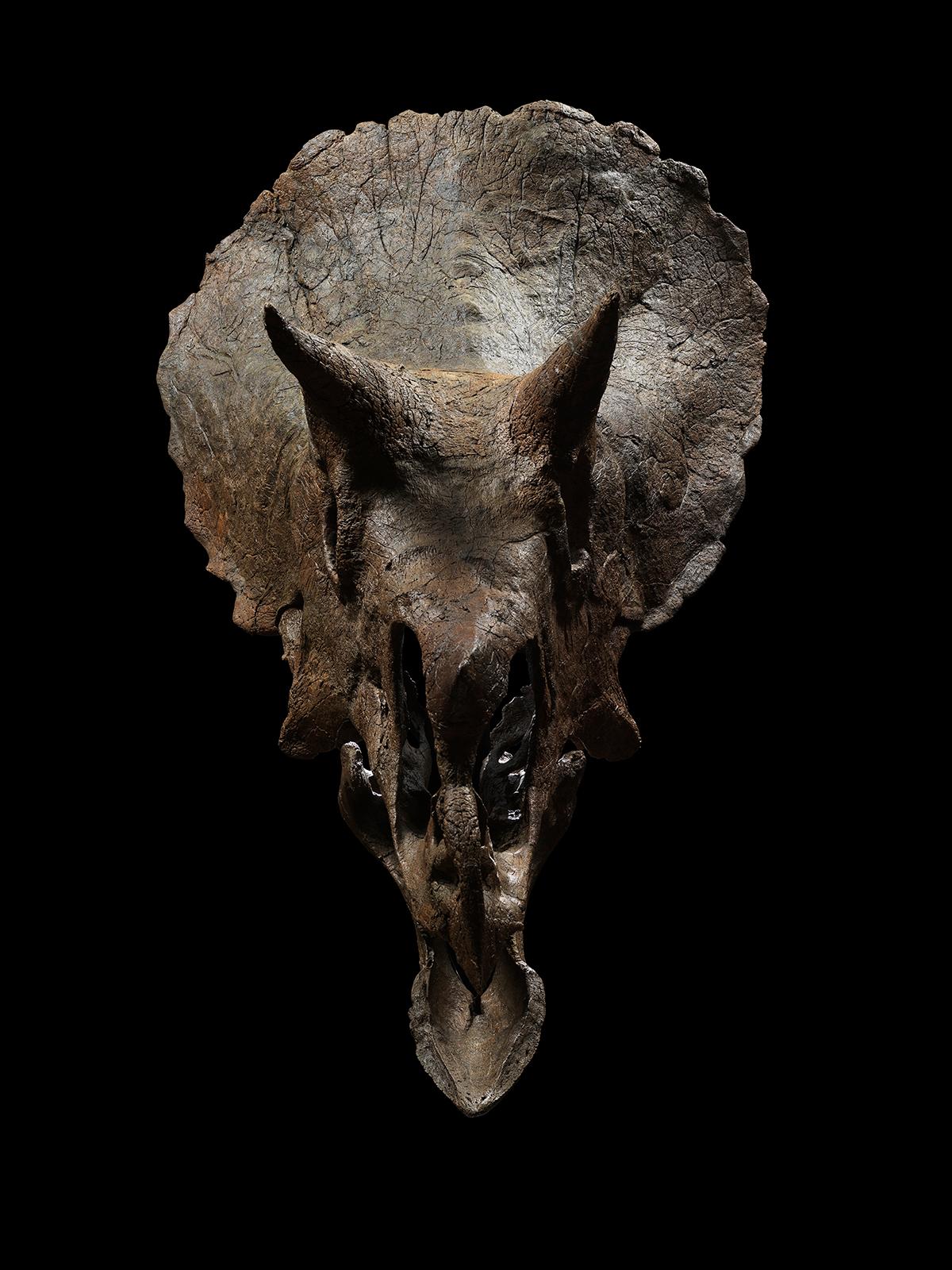 18th Century and Earlier Juvenile Triceratops Skull ‘Maple’ For Sale