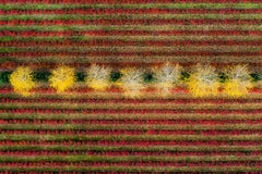 Kacper Kowalski, Seasons/Autumn #10, photographie de paysage aérien abstrait, 2011