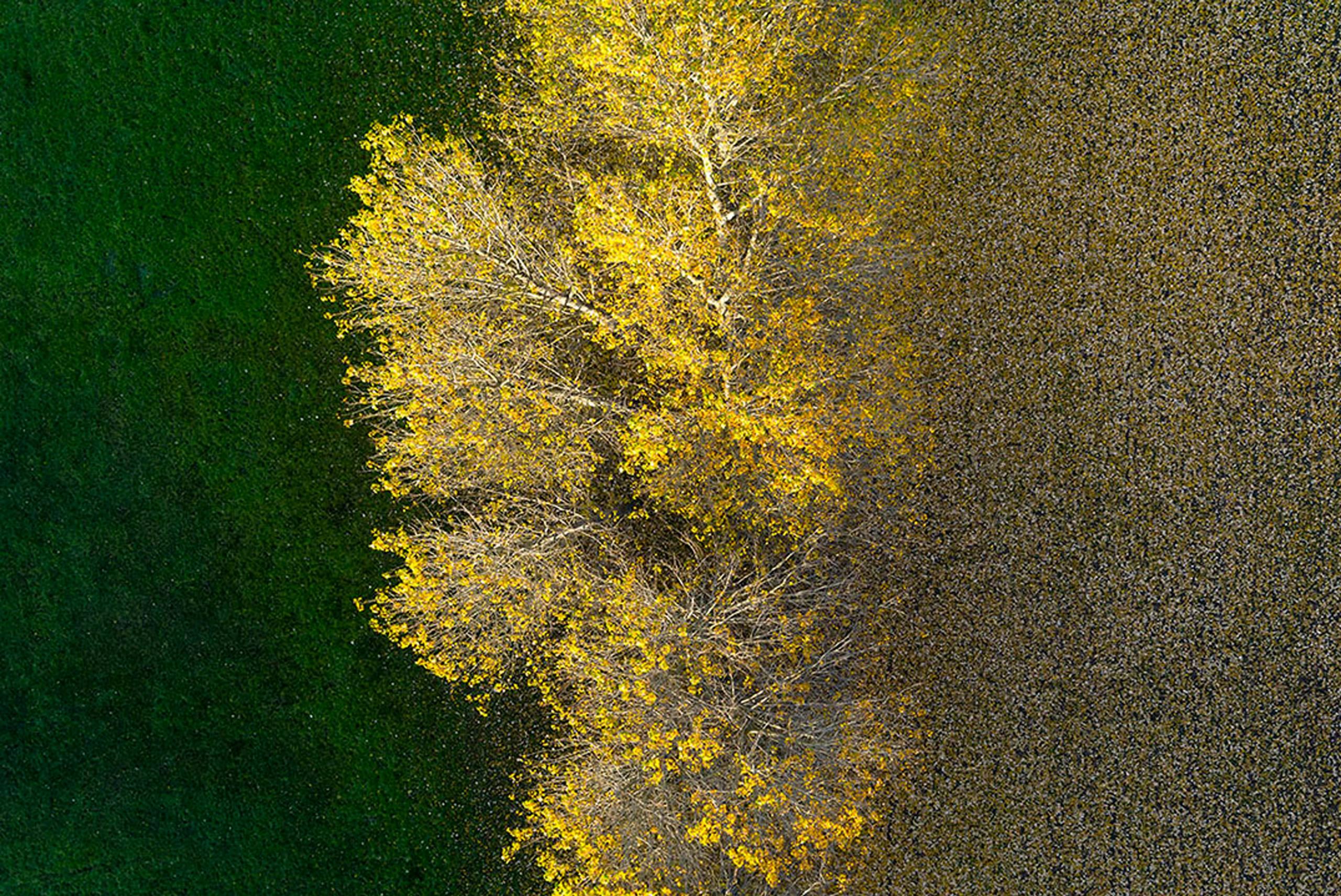 With his bird's eye view, Kowalski offers a new perspective on the traditional landscape, distilling his subjects down to their primary form, color, and texture. Under his omniscient eye, fall foliage becomes a pointillist's dream, and environmental