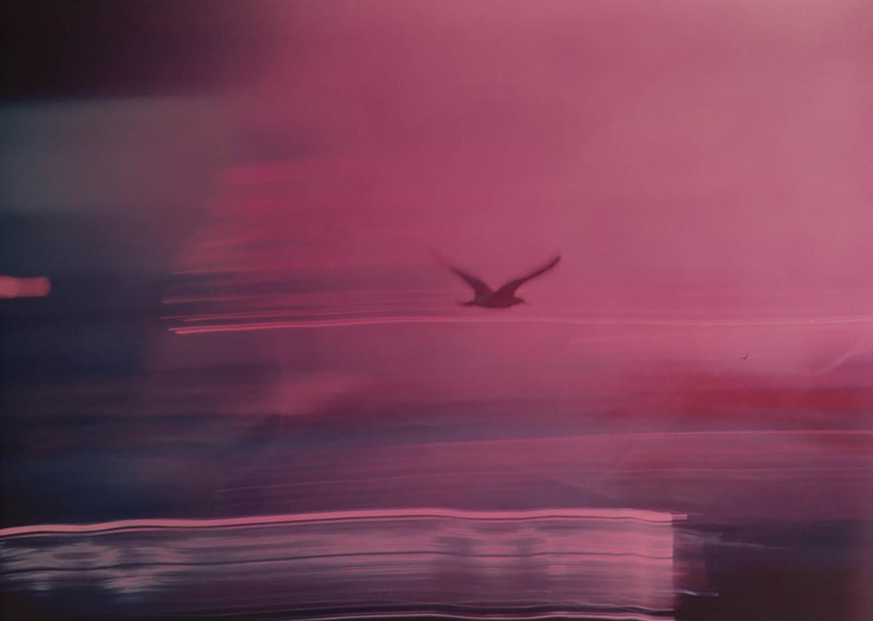 T.L.S. Seagull, Carmel, CA – Photograph von Kali