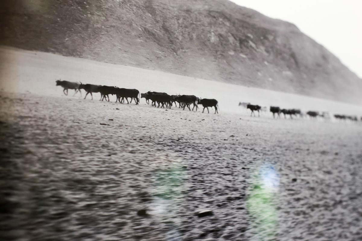 Title: Marienfluss Cattle
Artist: Magriet Theron
Medium: Digital photography. Printed with archival ink on archival paper
Size: A2
Edition size: 20
Framed and signed
The photograph is part of a series of four. See pictures. The rest of the