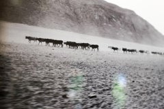 Kaokoland Photographs Marienfluss Cattle