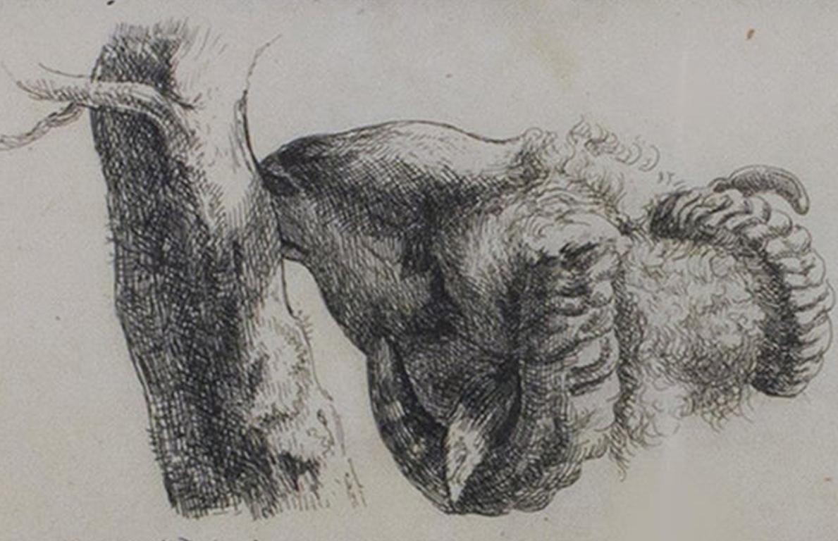 siglo xvii grabado grabado animal boceto carnero oveja árbol blanco y negro firmado - Print Antiguos maestros de Karel Dujardin