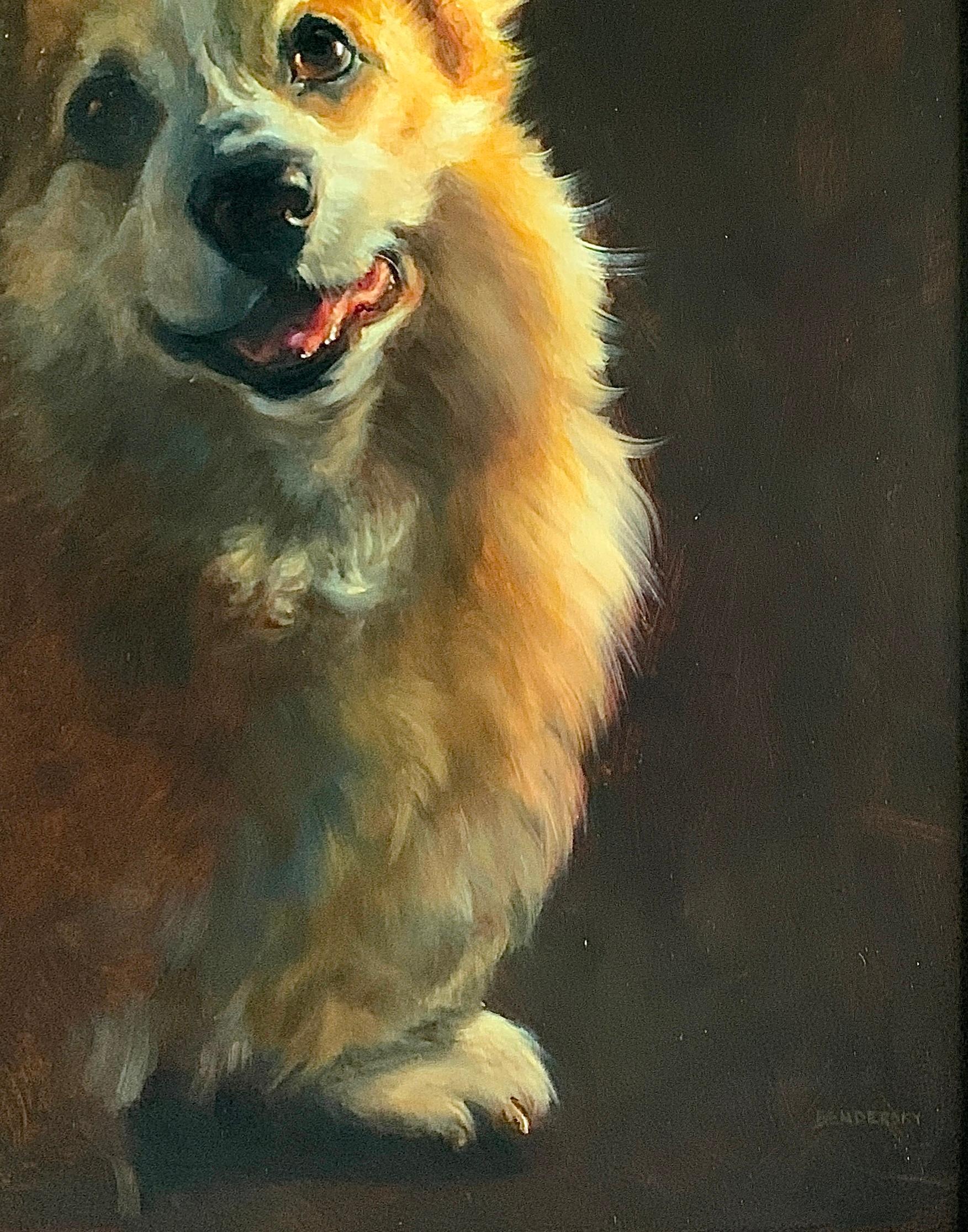 corgi fur