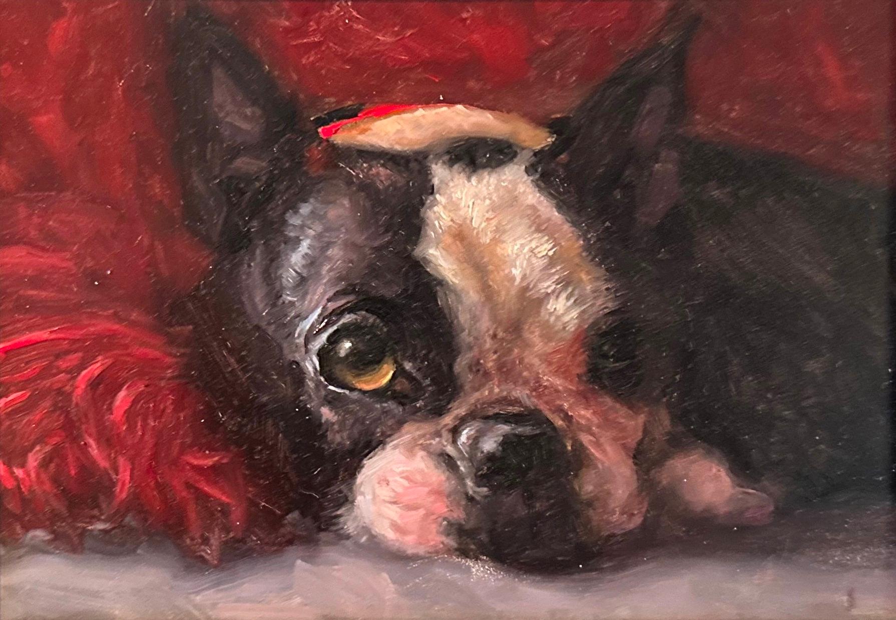 Animal Painting di Karen Bendersky - Quadro romantico di un cane Boston Terrier che fa capolino sotto un ricco piumone rosso