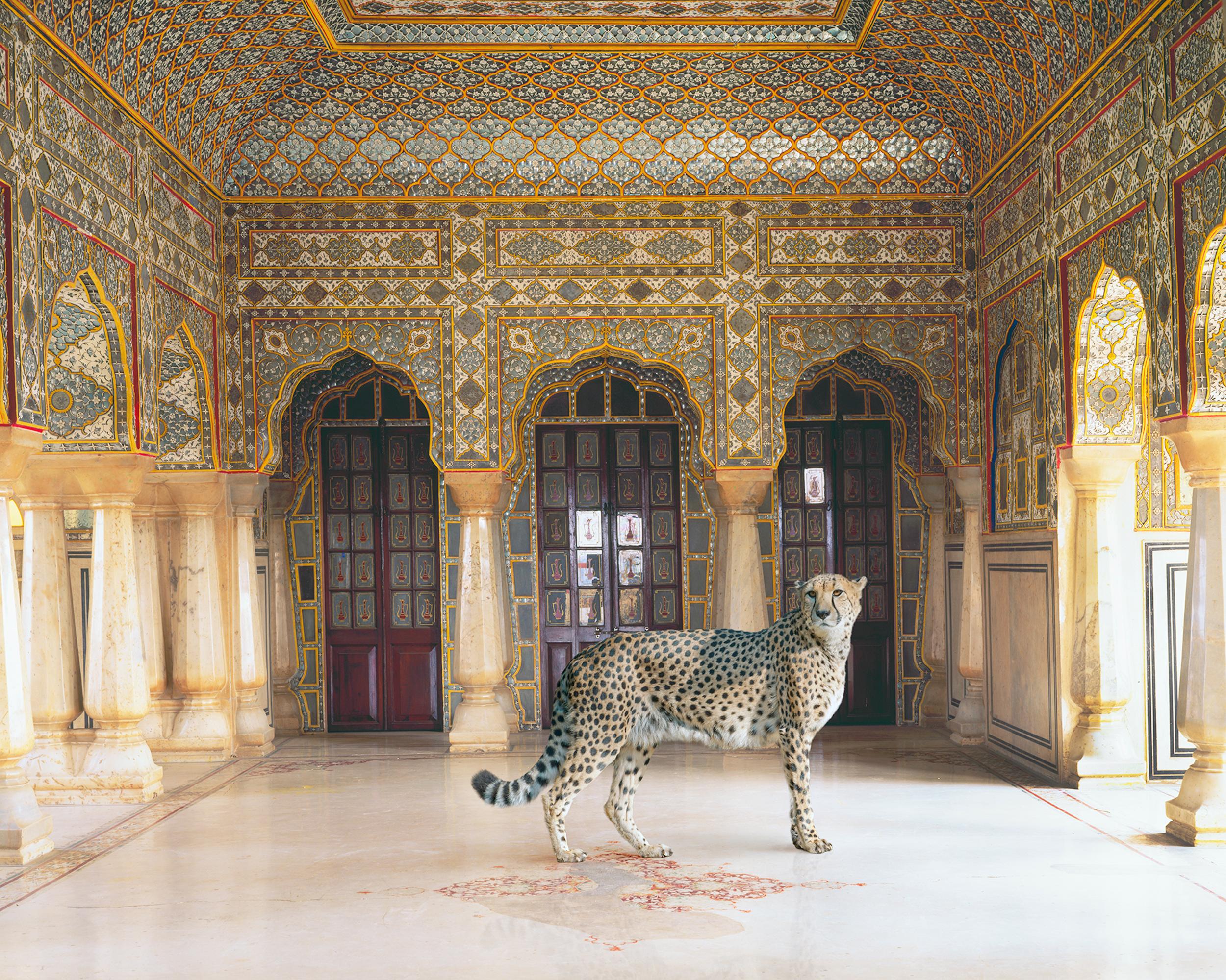 Animal Print Karen Knorr - Le retour du chasseur, Chandra Mahal, Jaipur, 2012