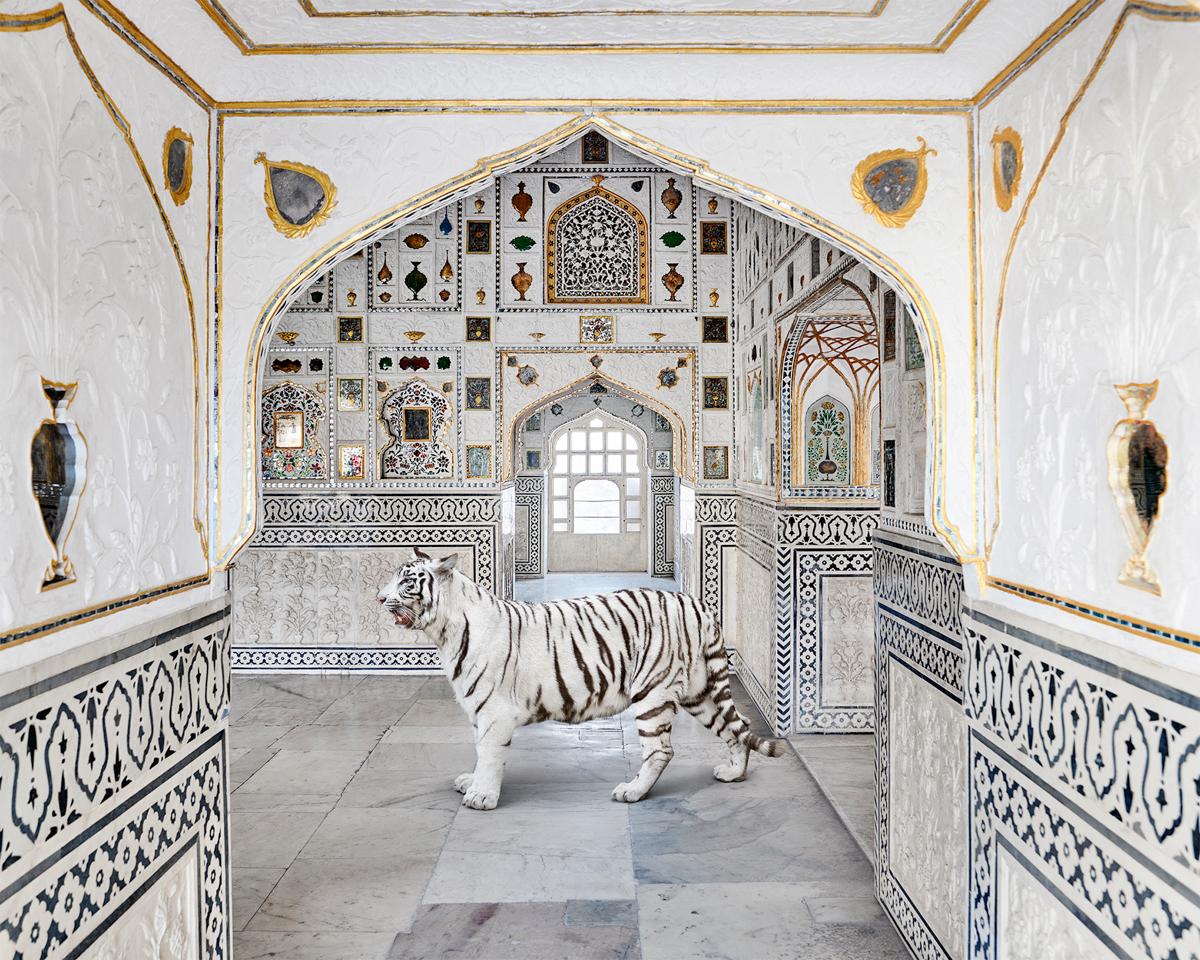 Souffle du tigre, Seesh Mahal, Amer Fort, 2020