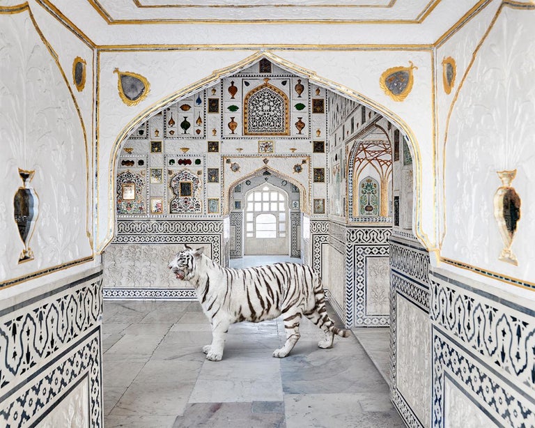 Karen Knorr Color Photograph - Tiger Breath, Seesh Mahal, Amer Fort, 2020