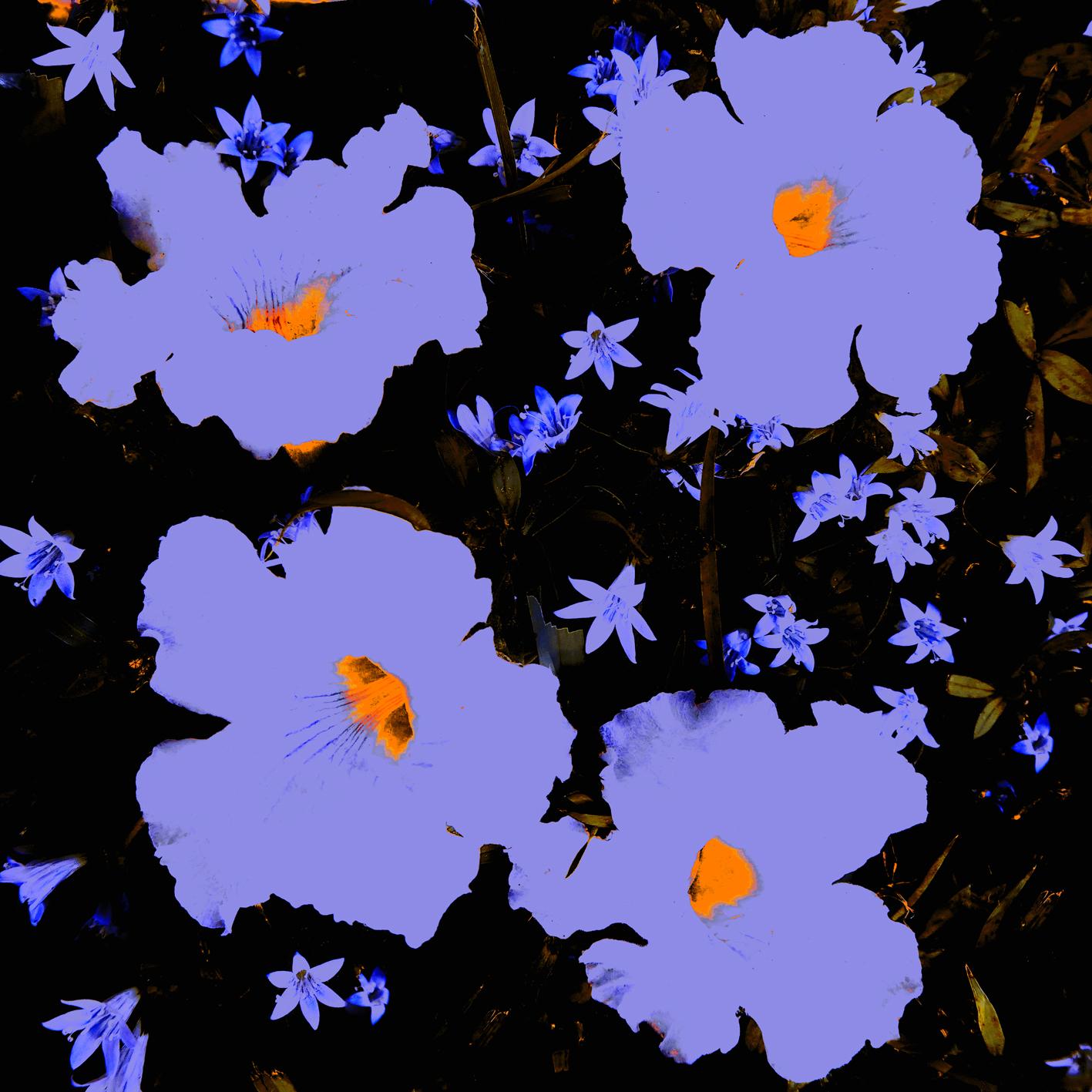 Karin Elmers Color Photograph - Second Hand Flowers Nr. 41 - nature color and form photography homage to Warhol
