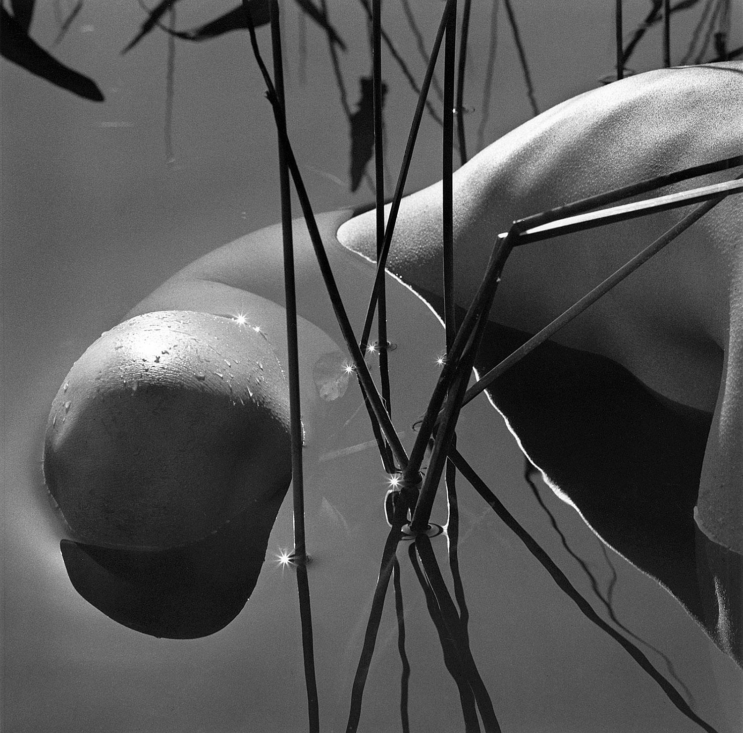 Black and White Photograph Karin Rosenthal - La princesse grenouille
