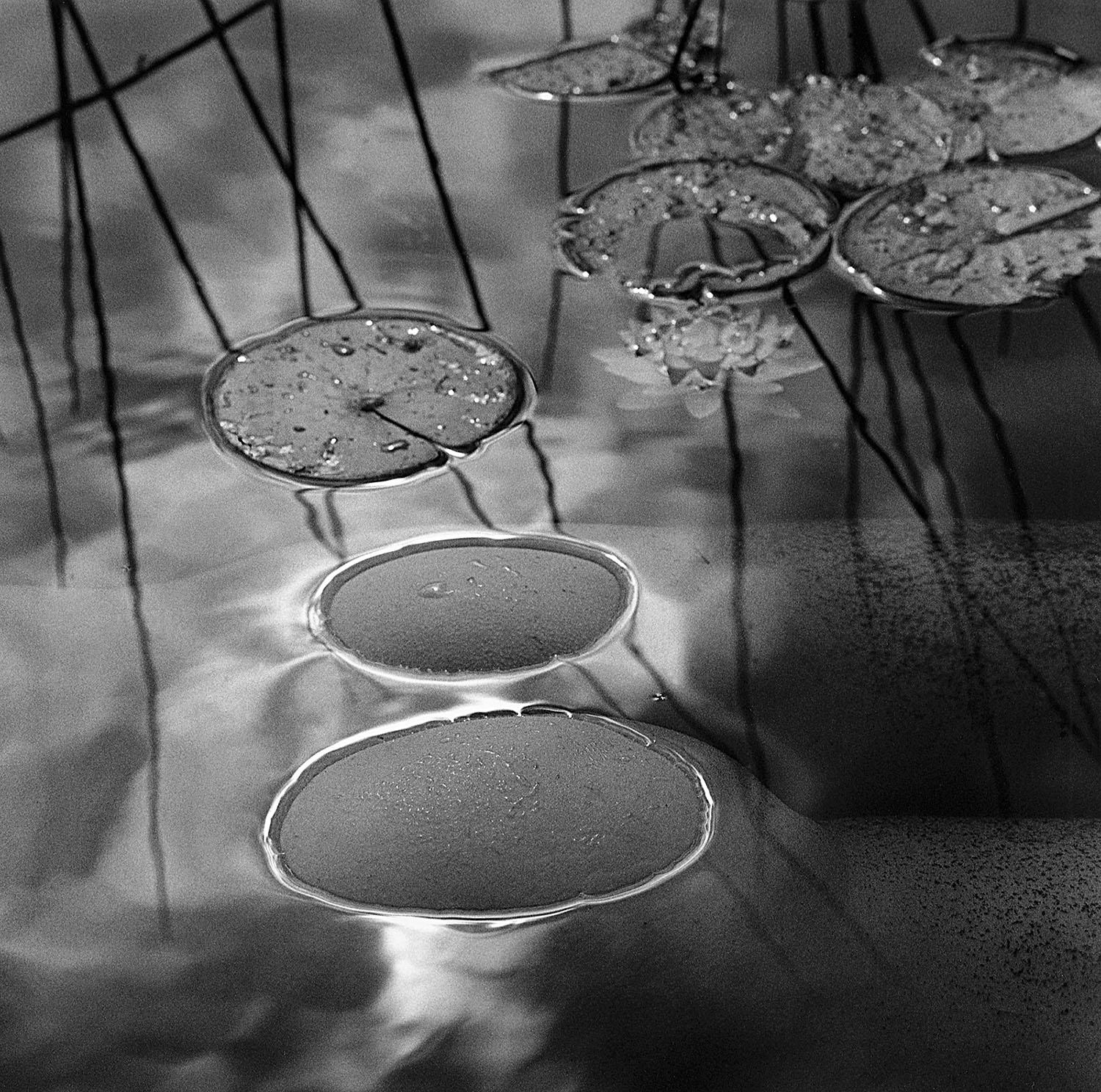 Karin Rosenthal Black and White Photograph - Lily Pads