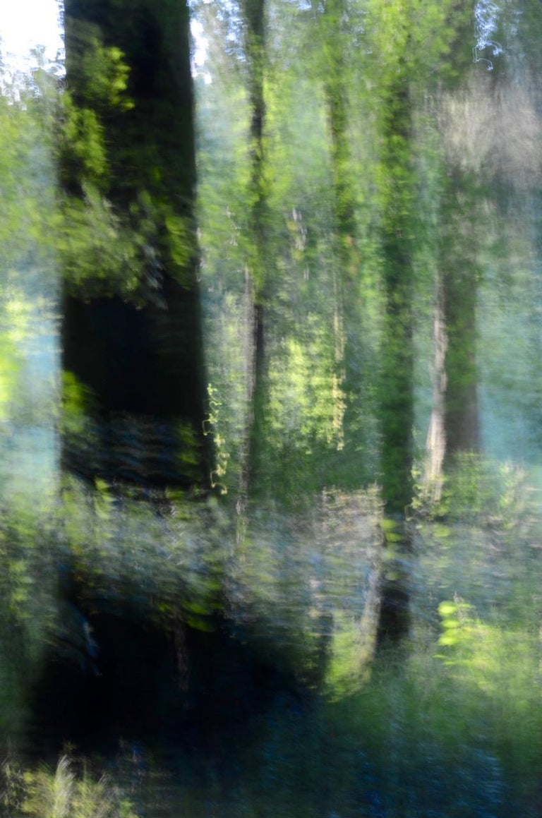 Karina Wisniewska Landscape Photograph - Glades No. 21 , Contemporary Photography