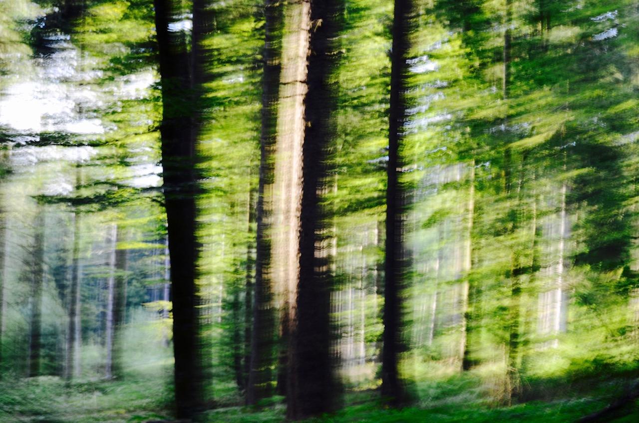 Karina Wisniewska Landscape Photograph – Glades Nr. 61 , Zeitgenössische Fotografie, Landschaft