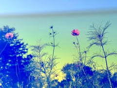 Cosmos 14, 2024 - Garden Landscape Photography Kaleidoscope