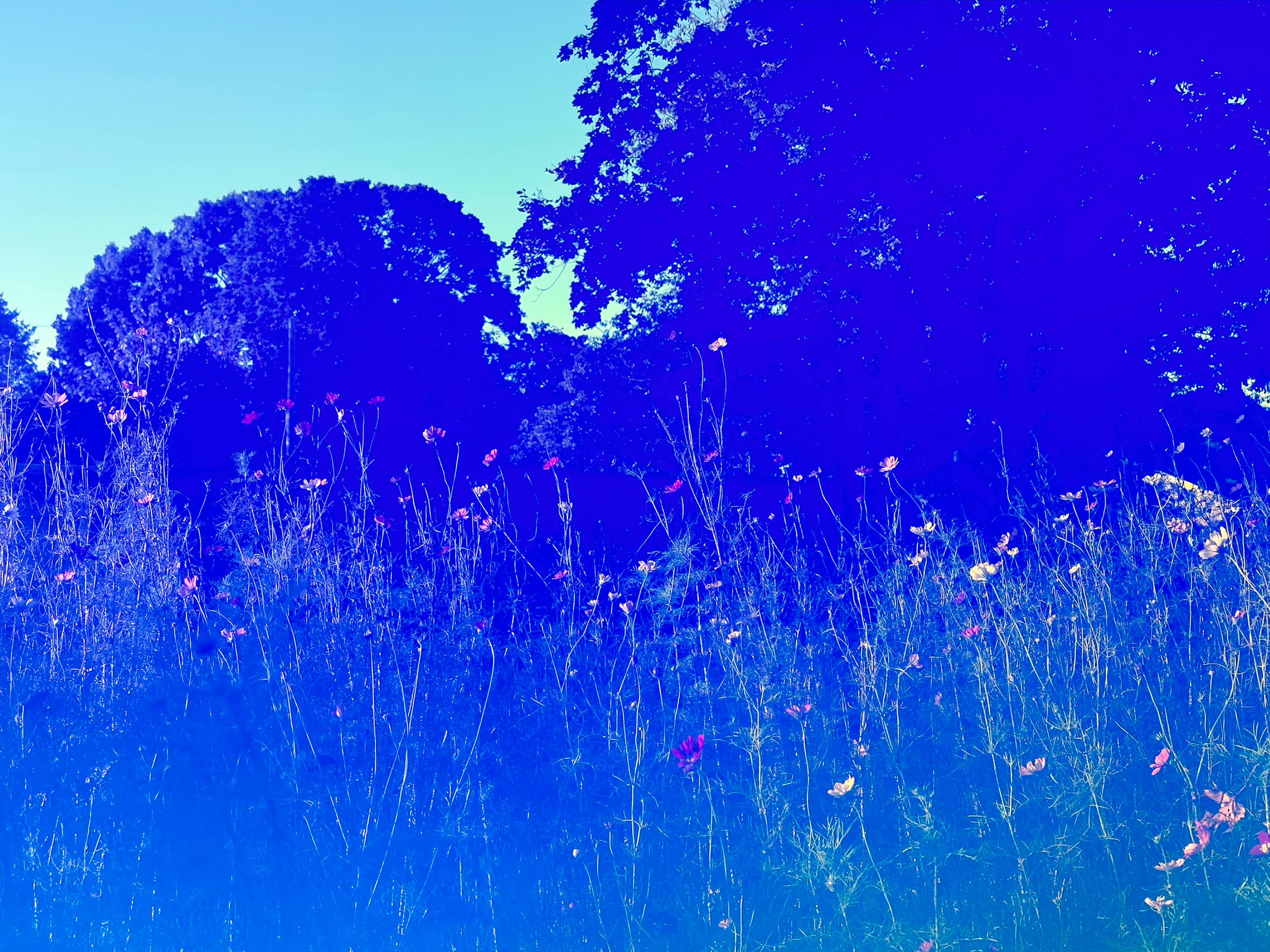 Cosmos 15, 2024 - Blue Sky Flowers Garden Green Grassland Outdoors Plants Nature