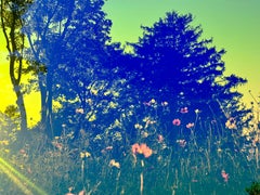 Karine Laval - Cosmos 16, 2024 - New York Private Garden Green Grassland Scenery Woodland Tree (en anglais) Cosmos 16, 2024 - New York Private Garden Green Grassland Scenery Woodland Tree (en anglais)