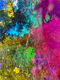 Cosmos 2, 2024 - New York Garden Landscape Art Interior Design