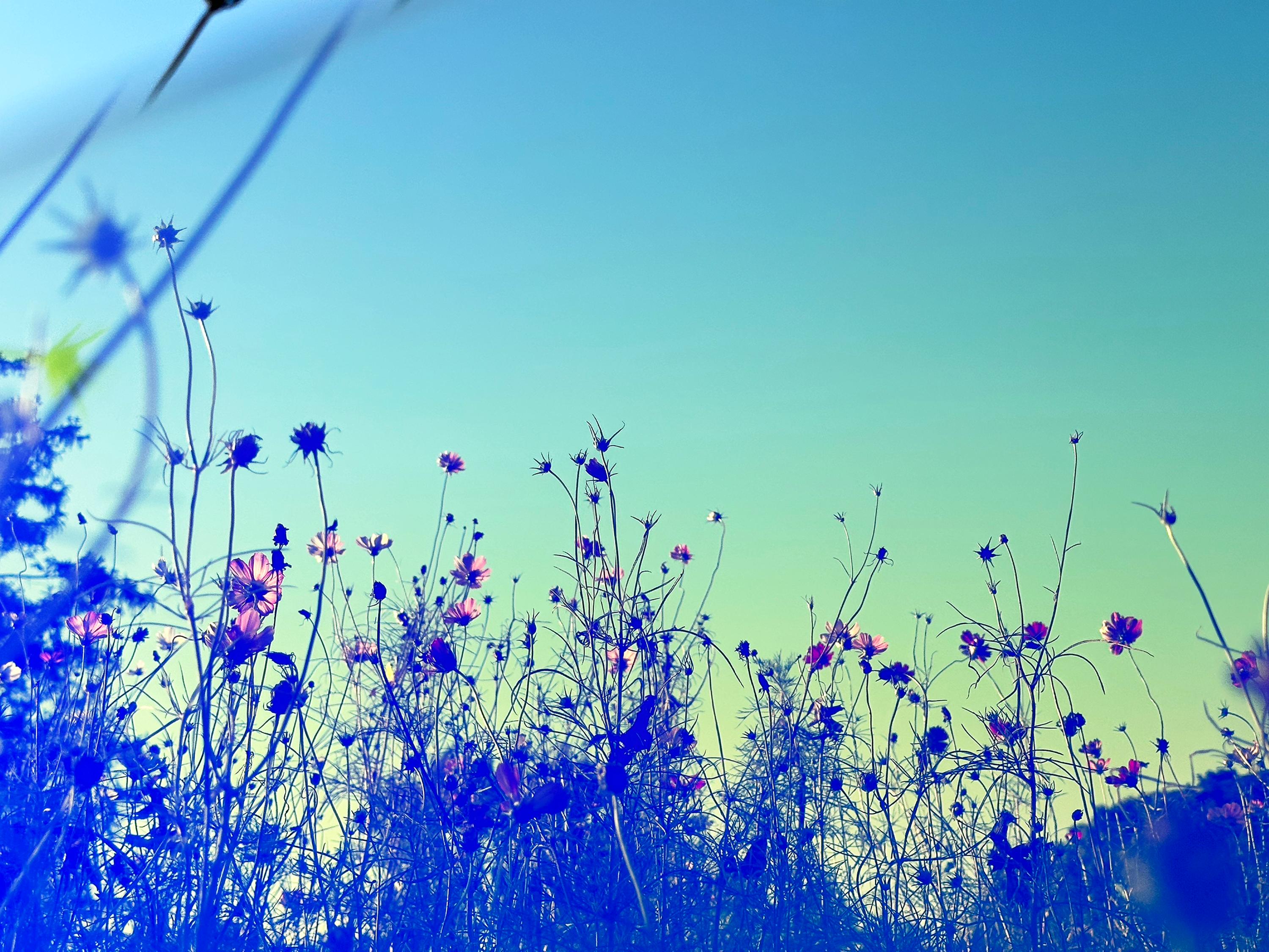 Cosmos 20, 2024 - Blue Sky Pink Flowers Grassland Spring Meadow Outdoors Nature