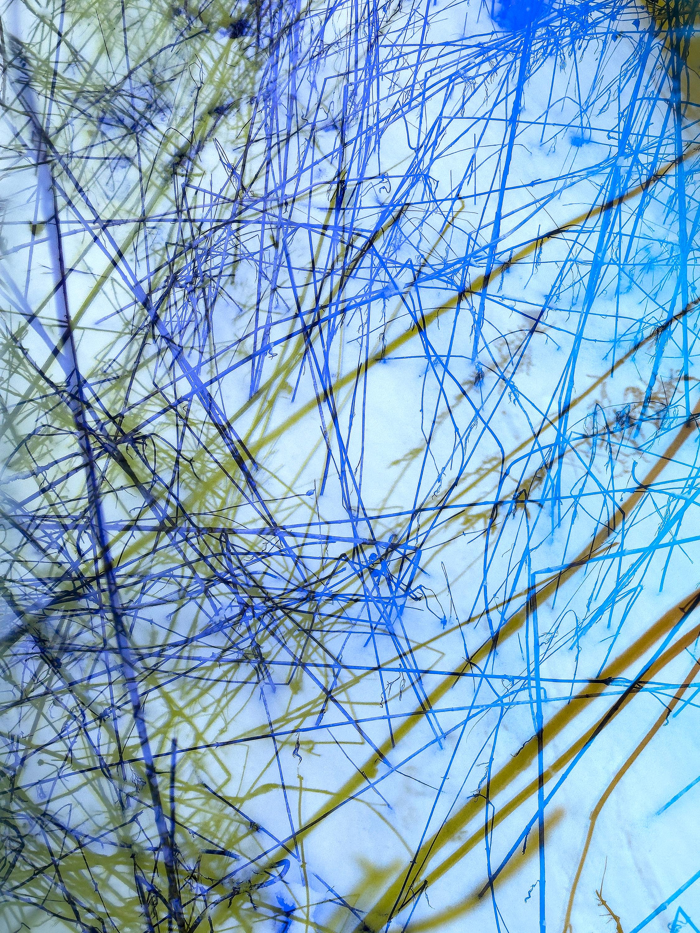 Cosmos 47, 2024 - Underwater Photography Garden Nature Photography Blue Skies