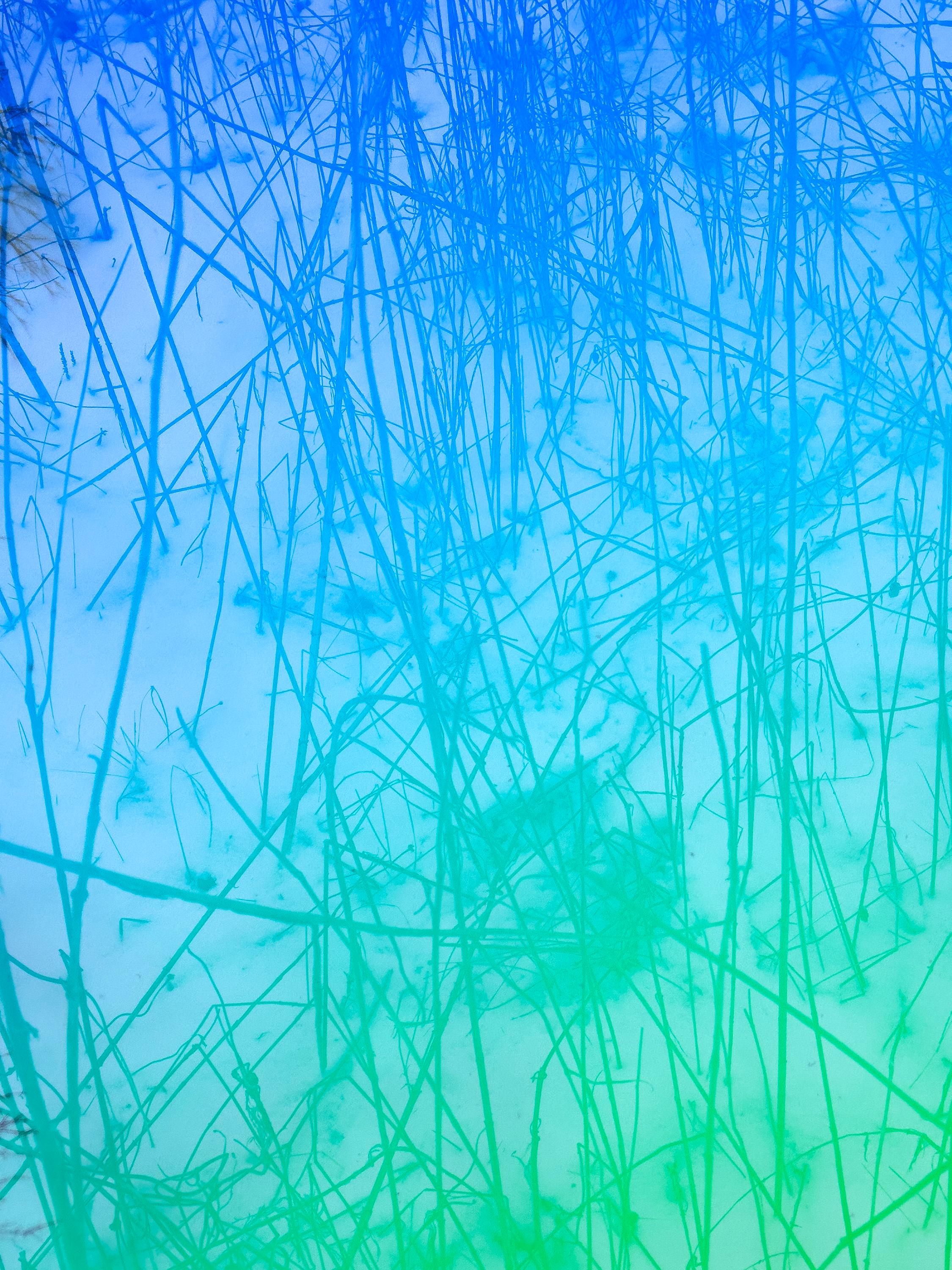 Cosmos 57, 2024 - Underwater Aquatic Blue Green Plant Private Garden New York