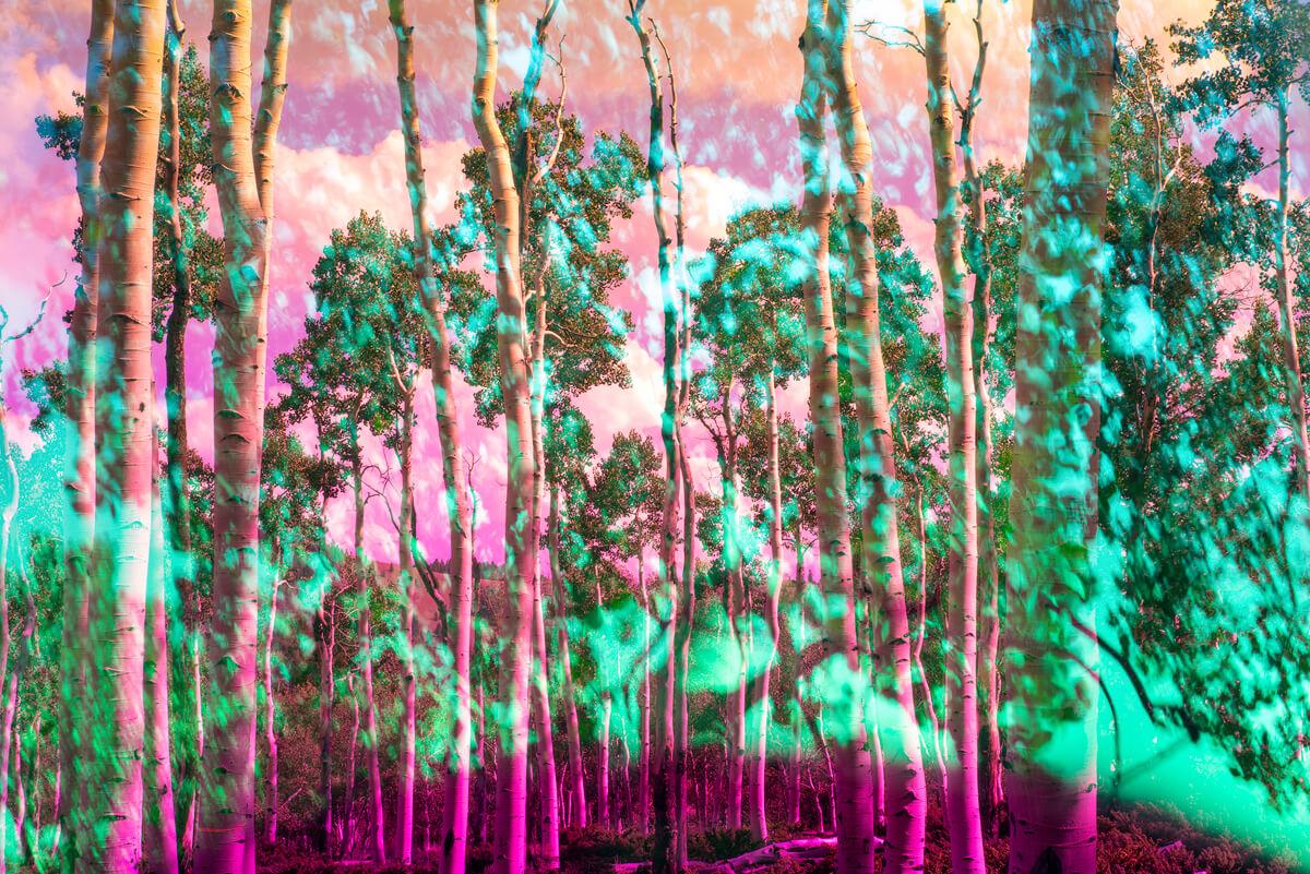Pando #1, 2018, Karine Laval - Jungle, Woodland, Trees, Color Photography