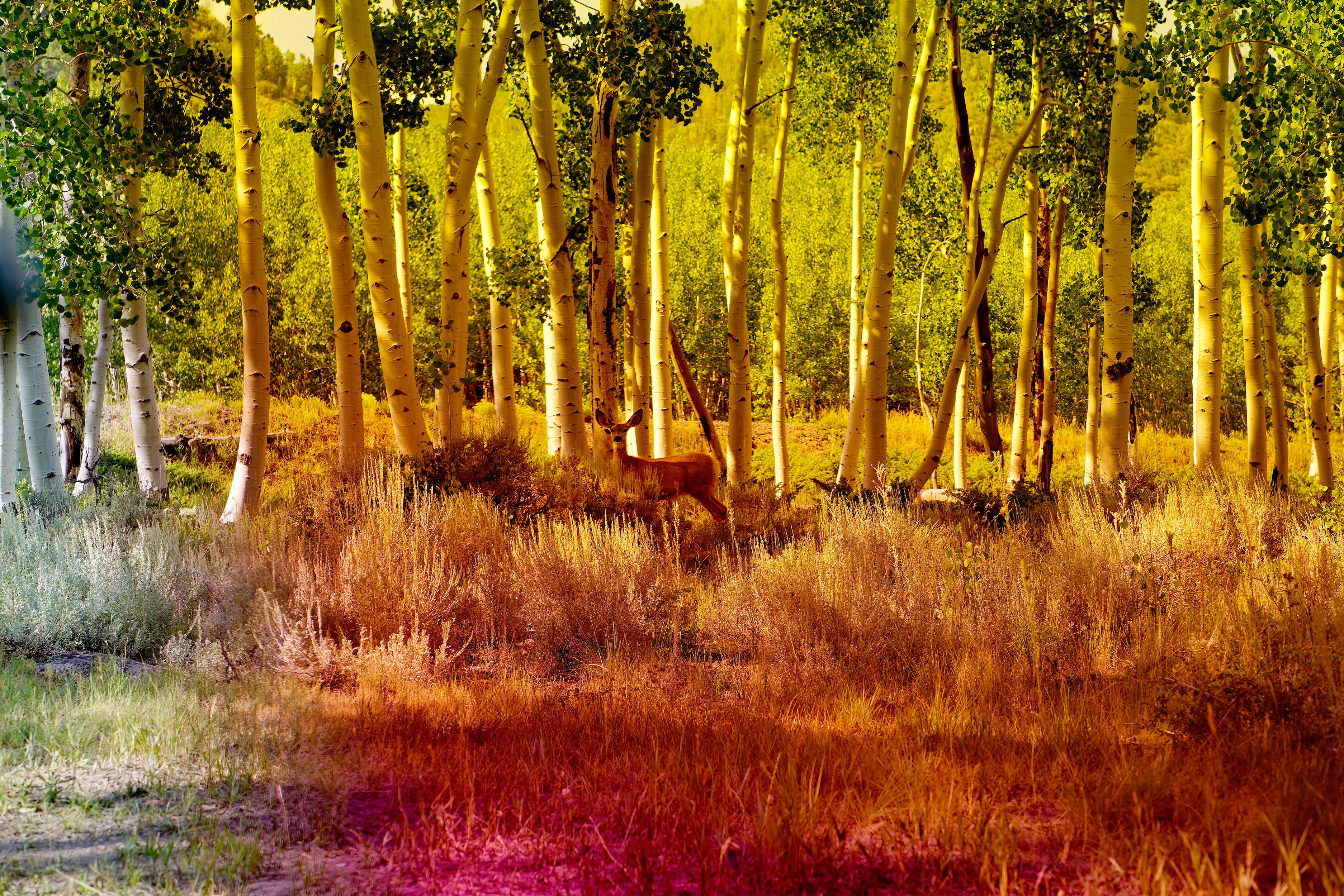 Pando #5, 2018, Karine Laval - Jungle, Woodland, Trees, Color Photography