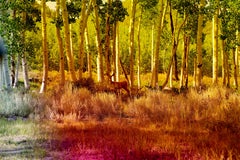 Pando #5 di Karine Laval - Fotografia astratta a colori, Fotografia di paesaggio